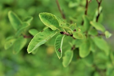 Close-up of green leaves on plant