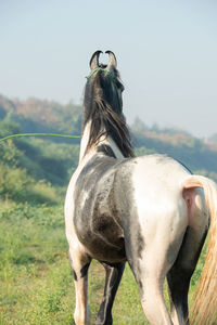 Horse standing on field