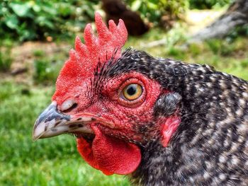 Close-up of rooster