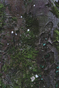 High angle view of trees in forest