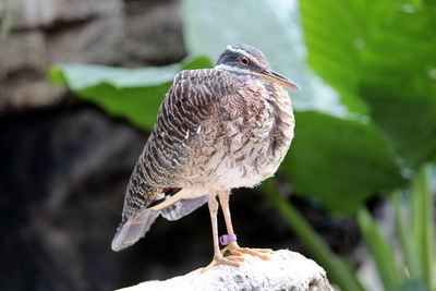 Close-up of bird perching