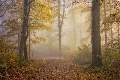 Trees in forest during autumn