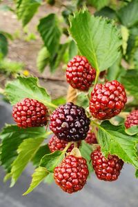 Close-up of strawberries