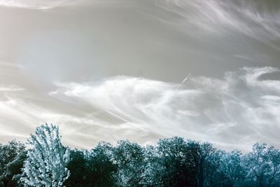 Low angle view of trees against sky