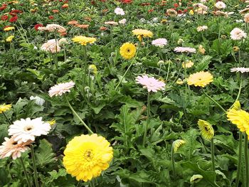 Yellow flowers blooming outdoors