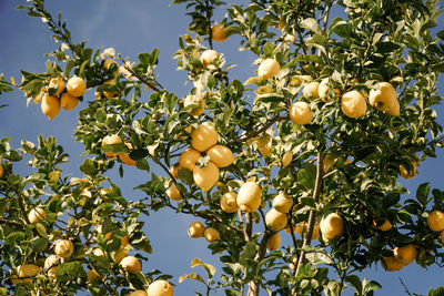Low angle view of lemons growing on tree against sky