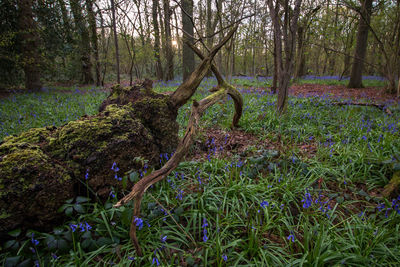 Trees growing in forest