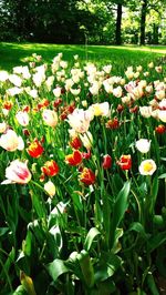 Close up of flowers blooming in park