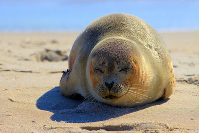 Close-up of seal at beach