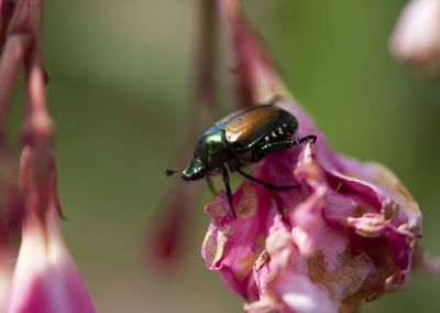 Close-up of insect on flower