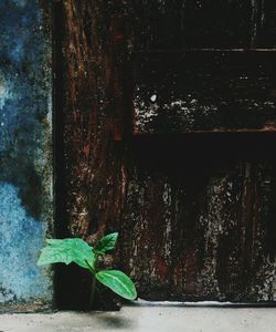 Close-up of plants against built structure