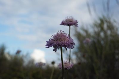 Close-up of flowers