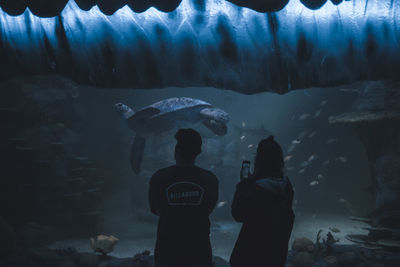 Silhouette of fish swimming in aquarium
