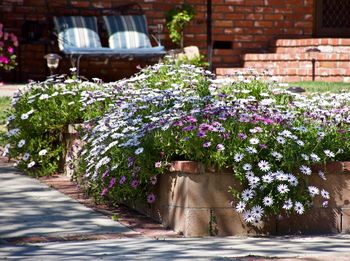 Purple flowering plants on footpath by building