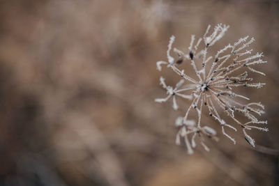 Close-up of frozen plant