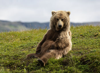 Brown bear lying on his back in the sun rubbing his belly