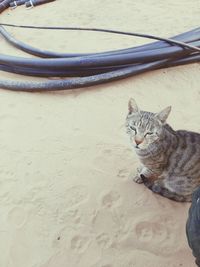 High angle view of tabby cat on sand