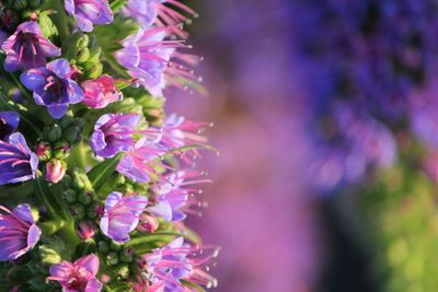 Close-up of purple flowering plant