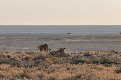 View of cat on landscape against sky
