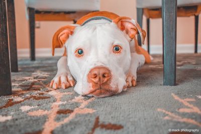 Close-up portrait of dog