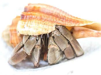 A hermit crab in a shell on white background