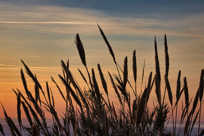 Close-up of silhouette plants against sunset sky