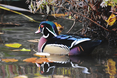 View of ducks swimming on lake