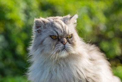 Close-up of cat