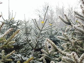 Close-up of snow covered plants against sky