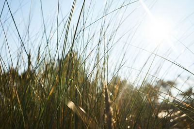 Close-up of stalks in field against bright sky