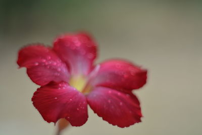 Close-up of red flower against white background