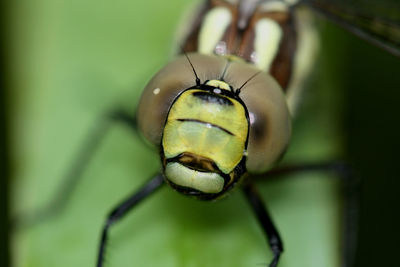 
close up of a head ofa dragonfly