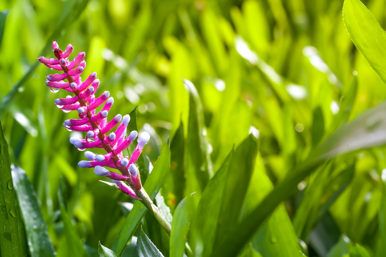 CLOSE-UP OF PINK FLOWERING PLANTS