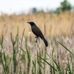 Common grackle perching on a field.