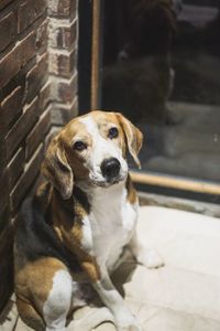 Portrait of dog sitting outdoors