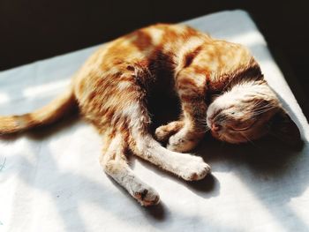 High angle view of cat sleeping on bed