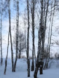 Bare trees on snow covered land