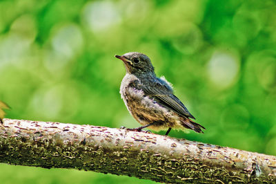 Low angle view of bird perching on branch