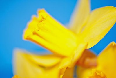 Close-up of yellow day lily blooming against sky