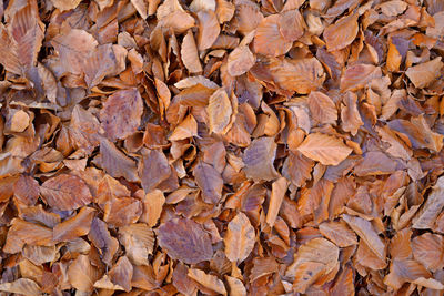 Full frame shot of dry leaves