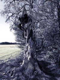 Tree branch