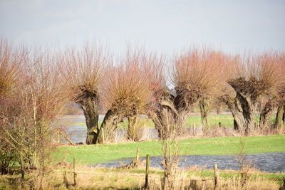 Trees on field against sky