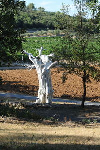 Dead tree on field