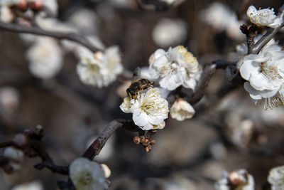 Close-up of white cherry blossom tree