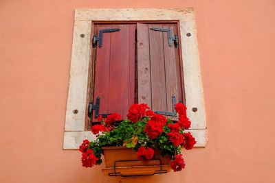 Low angle view of red flowers on window