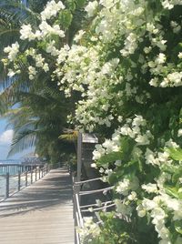 Flowers growing on tree