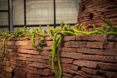 Close-up of potted plant against brick wall