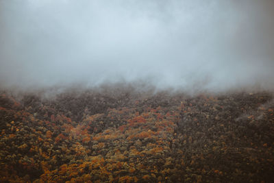 Scenic view of forest against sky during autumn