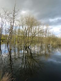 Reflection of bare trees in lake