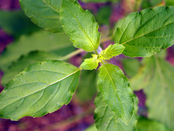 Close-up of fresh green leaves